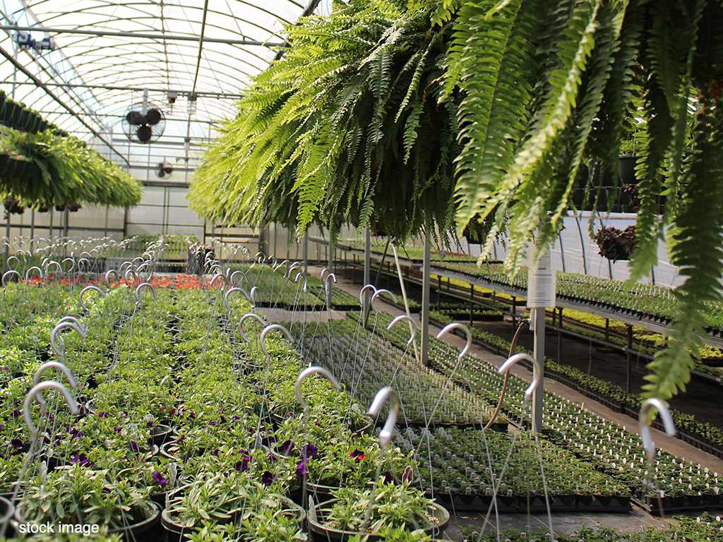 Commercial Plant Nursery